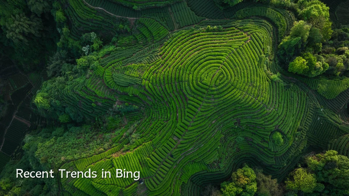 Recent Trends in Bing