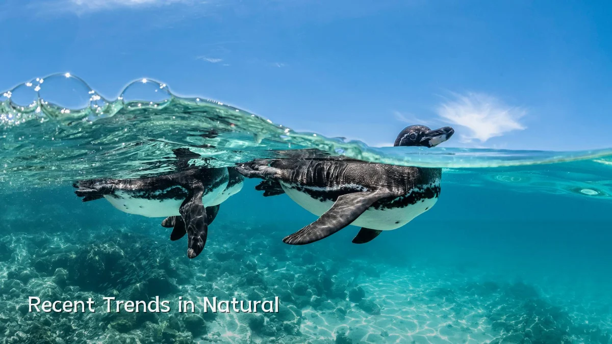 Recent Trends in Natural