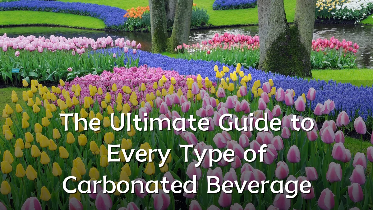 The Ultimate Guide to Every Type of Carbonated Beverage